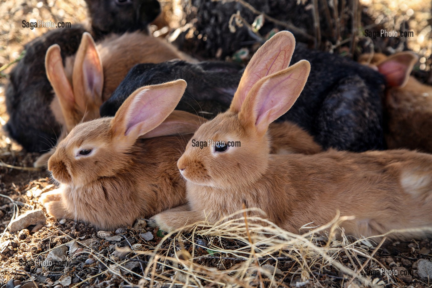 LAPINS DANS LEUR CLAPIER NATUREL, ELEVAGE EN PLEIN AIR, VAUCLUSE, FRANCE 