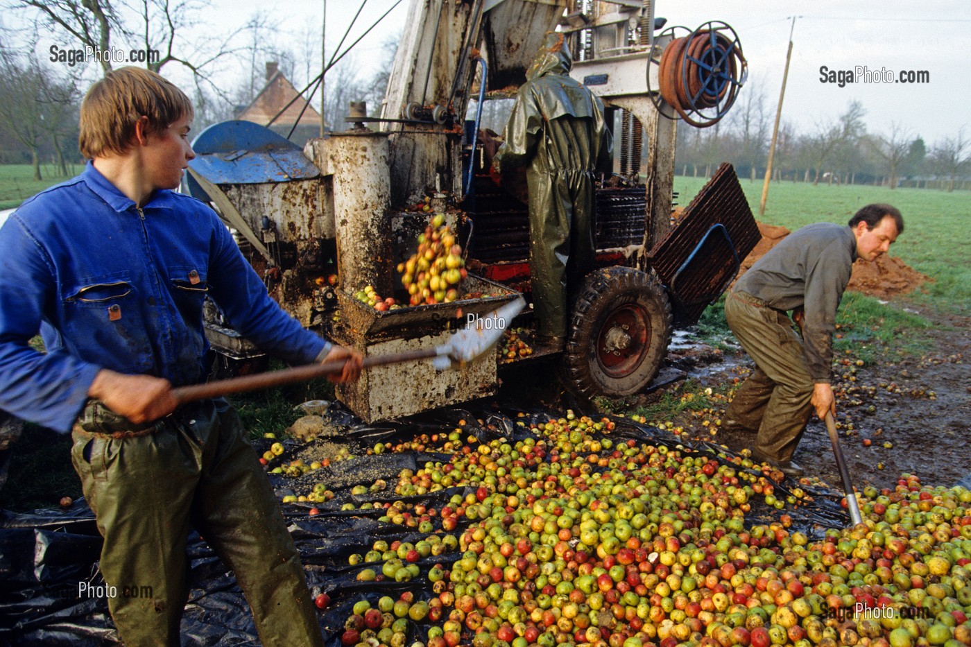 PRESSAGE OU PLIAGE DES POMMES POUR OBTENIR LE JUS, FABRICATION DU CIDRE EN NORMANDIE, ORNE (61), FRANCE 