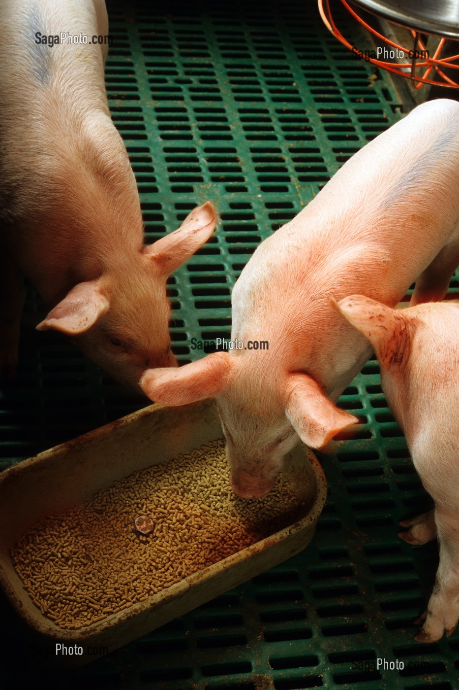 ELEVAGE DE PORCS ET PORCELETS EN BATTERIE, ILLE-ET-VILAINE (35), FRANCE 
