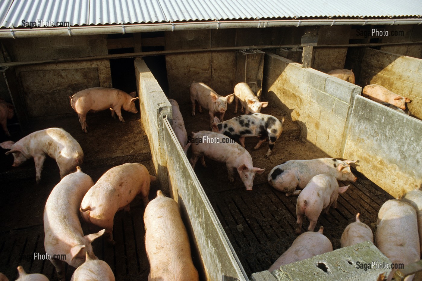 ELEVAGE DE PORCS EN PLEIN AIR, VERNEUIL-SUR-AVRE, EURE (27), FRANCE 