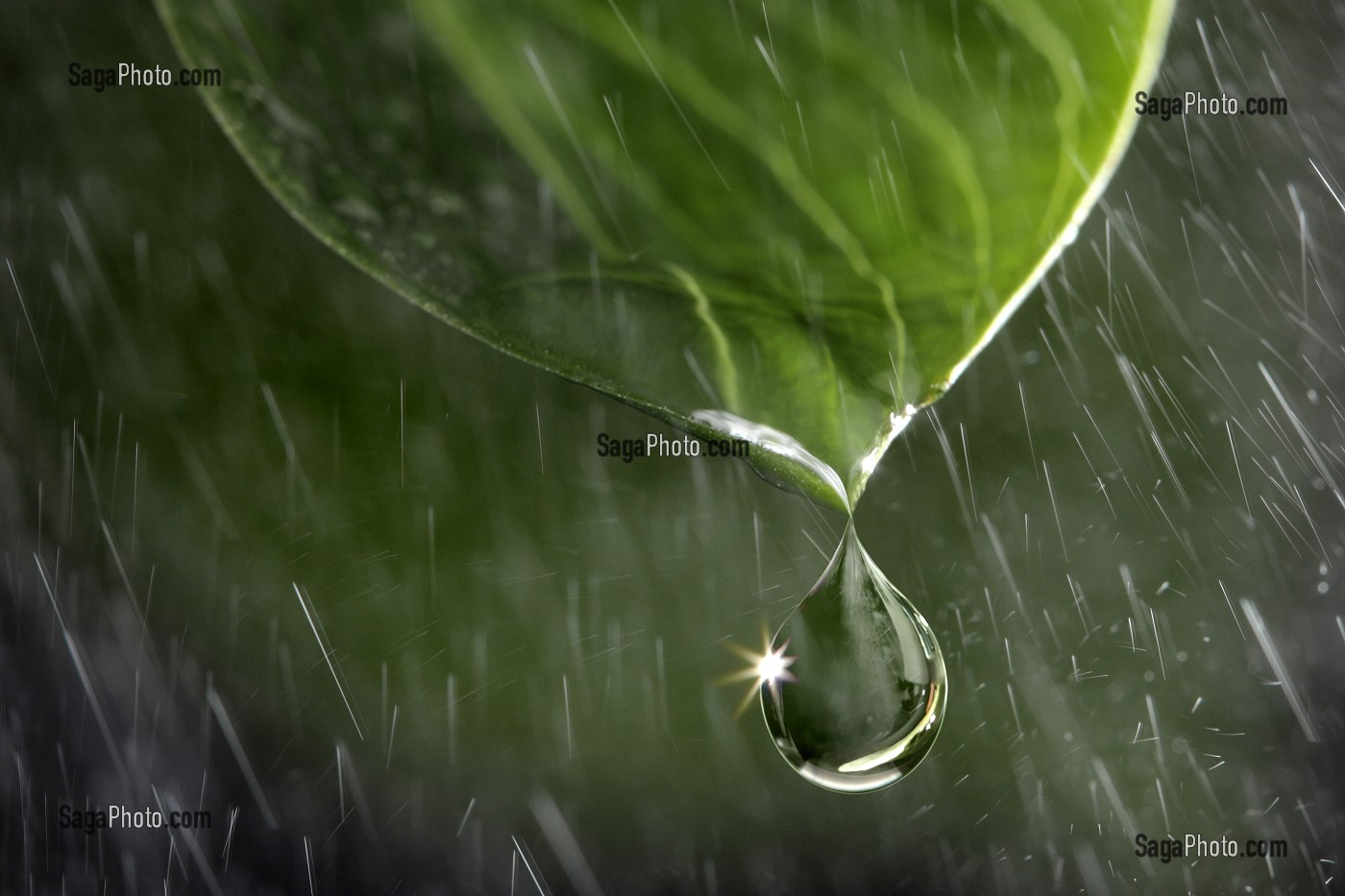 LA PURETE DE L'EAU, GROS PLAN D'UNE GOUTTE D'EAU EN FORMATION SUR UNE FEUILLE 