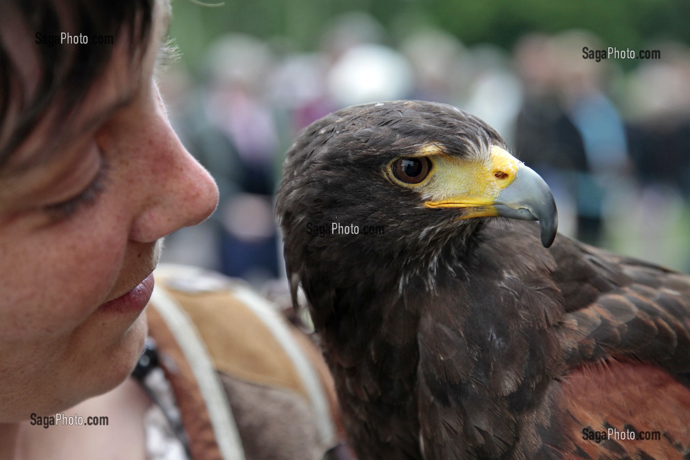 BUSE DE HARRIS, SPECTACLE DE FAUCONNERIE ET VOL DE RAPACES, CEREMONIE POUR LE RETOUR DE LA DEPOUILLE DE DIANE DE POITIERS A LA CHAPELLE SEPULCRALE DU CHATEAU D'ANET, 29 MAI 2010, EURE-ET-LOIR (28), FRANCE 