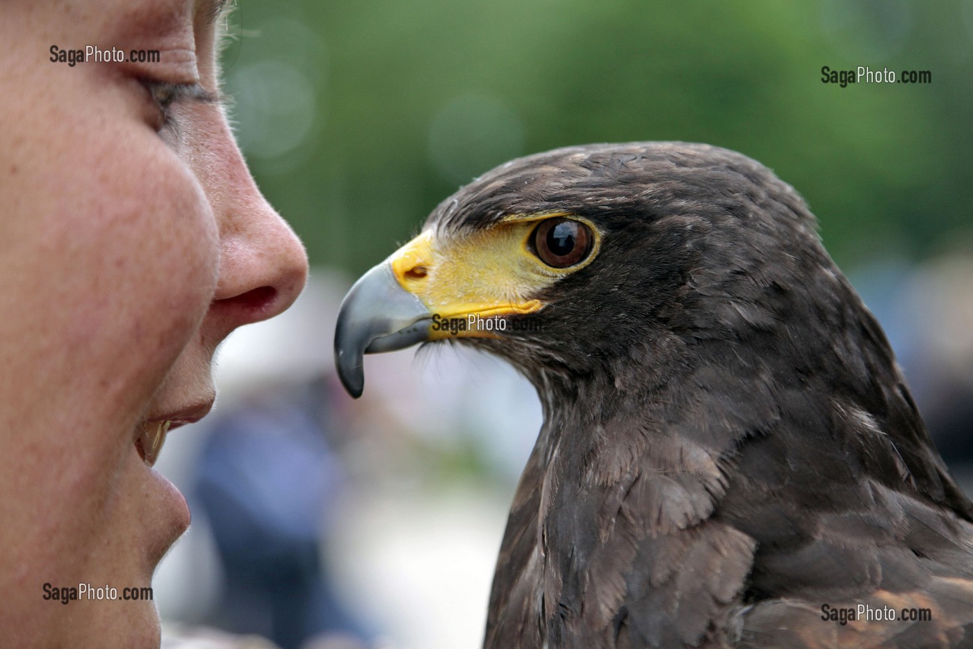SPECTACLE DE FAUCONNERIE ET VOL DE RAPACES, CHATEAU D'ANET, EURE-ET-LOIR, FRANCE 