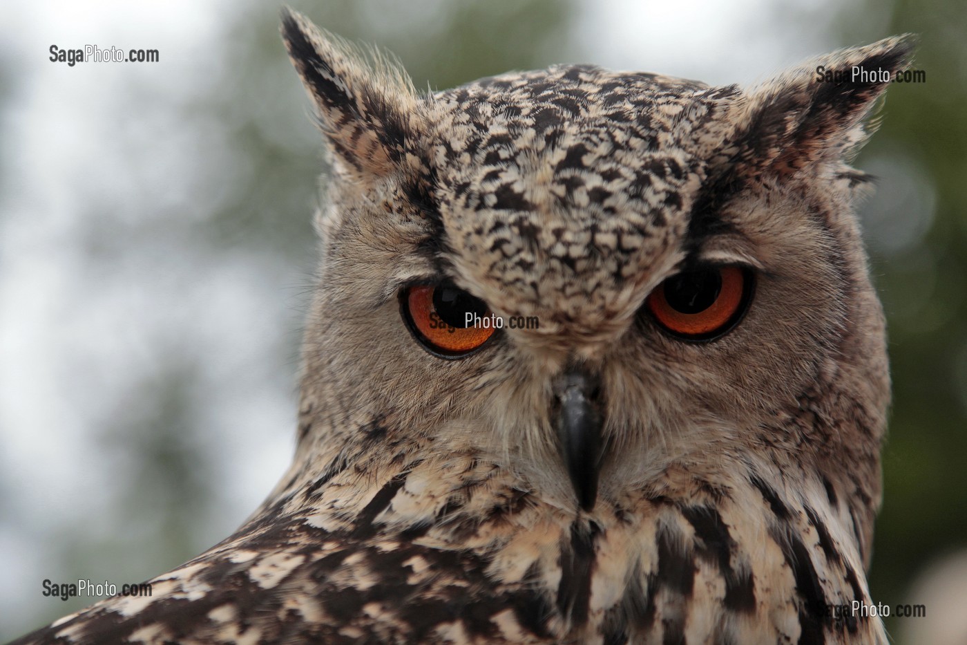 HIBOU GRAND DUC DU BENGALE 