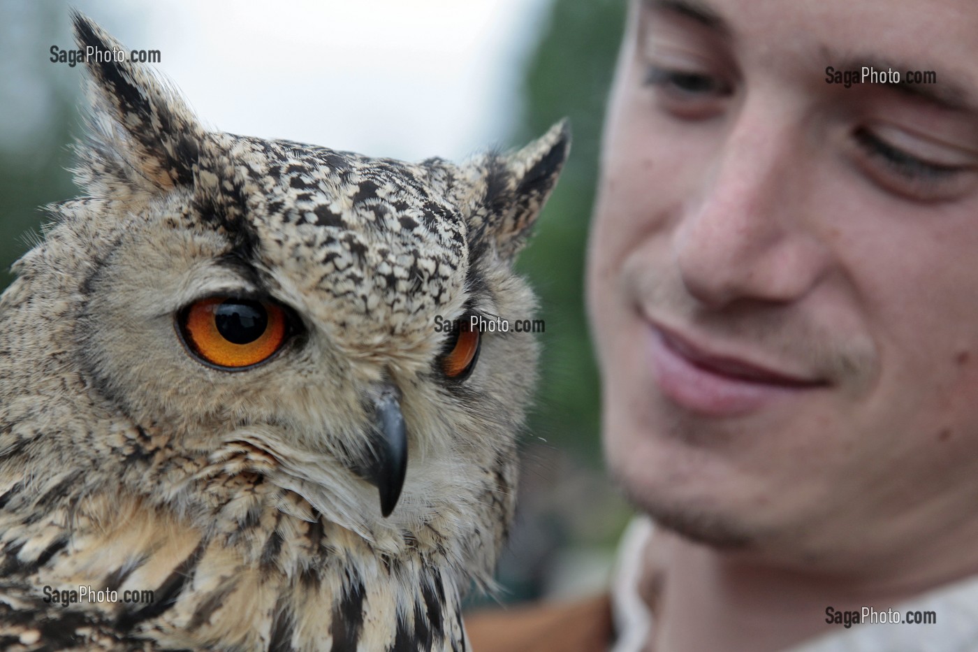 HIBOU GRAND DUC DU BENGALE, SPECTACLE DE FAUCONNERIE ET VOL DE RAPACES, CEREMONIE POUR LE RETOUR DE LA DEPOUILLE DE DIANE DE POITIERS A LA CHAPELLE SEPULCRALE DU CHATEAU D'ANET, 29 MAI 2010, EURE-ET-LOIR (28), FRANCE 