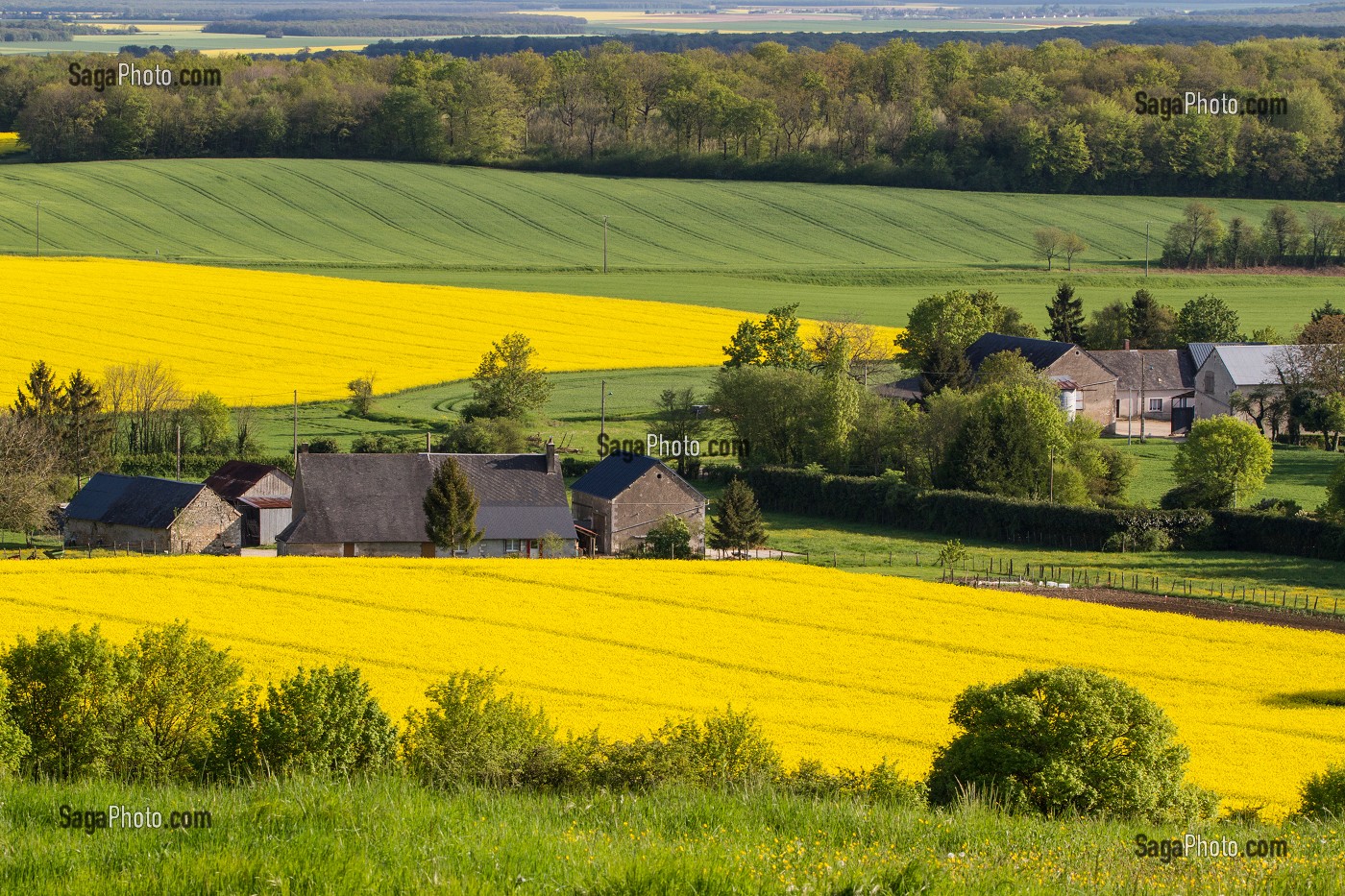 BOCAGES ET CHAMPS DE COLZA, CAMPAGNE BERRICHONE INSPIRATION DE GEORGE SAND, PAYSAGE AGRICOLE A MONTIGNY, CHER (18), FRANCE 