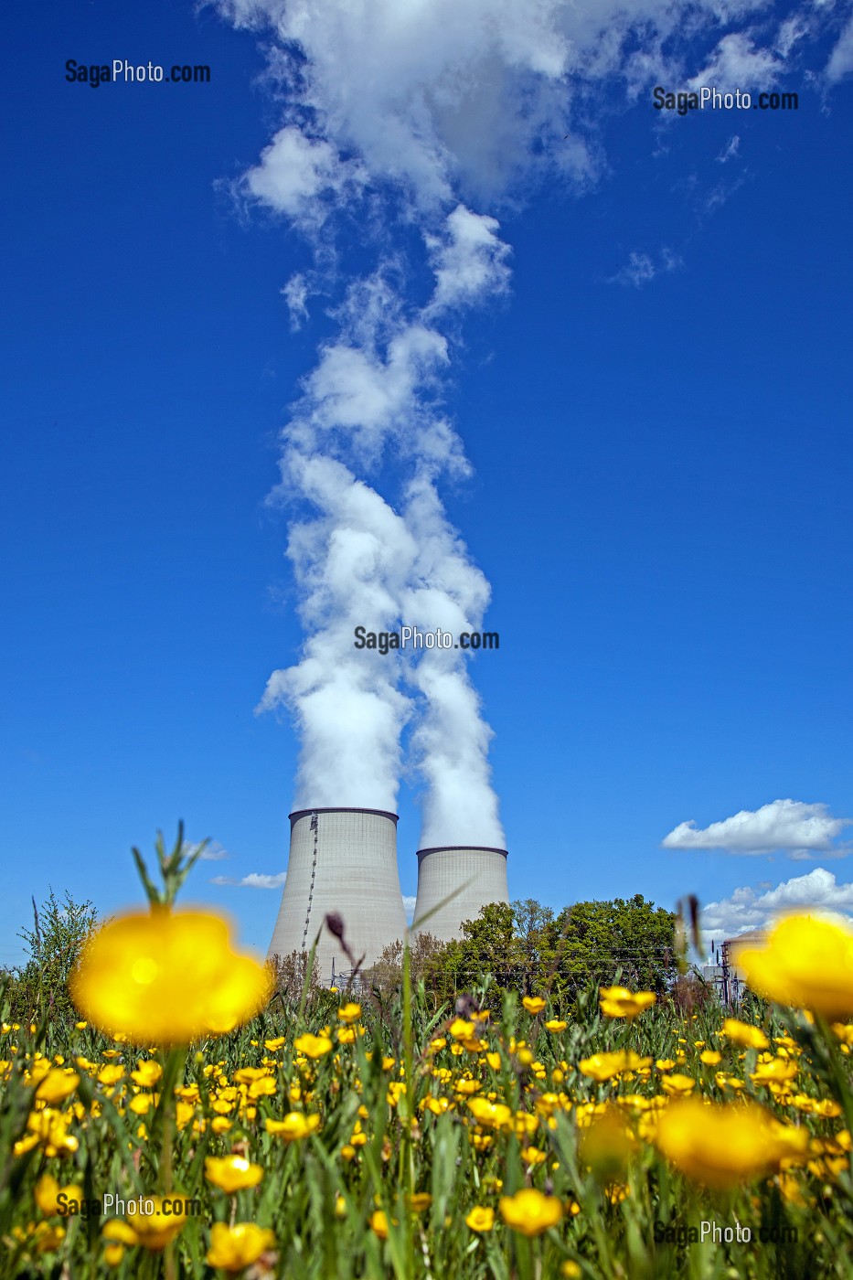 CENTRALE NUCLEAIRE DE BELLEVILLE-SUR-LOIRE, PRES D'UN CHAMP DE BOUTON D'OR, AU PRINTEMPS, CHER (18), FRANCE 