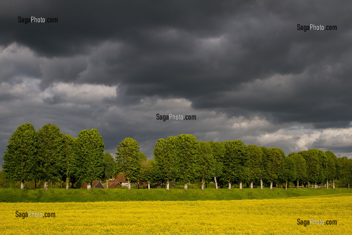 CHAMPS DE COLZA, PAYSAGE AGRICOLE PRES DE VERNEUIL-SUR-AVRE, EURE (27), FRANCE 