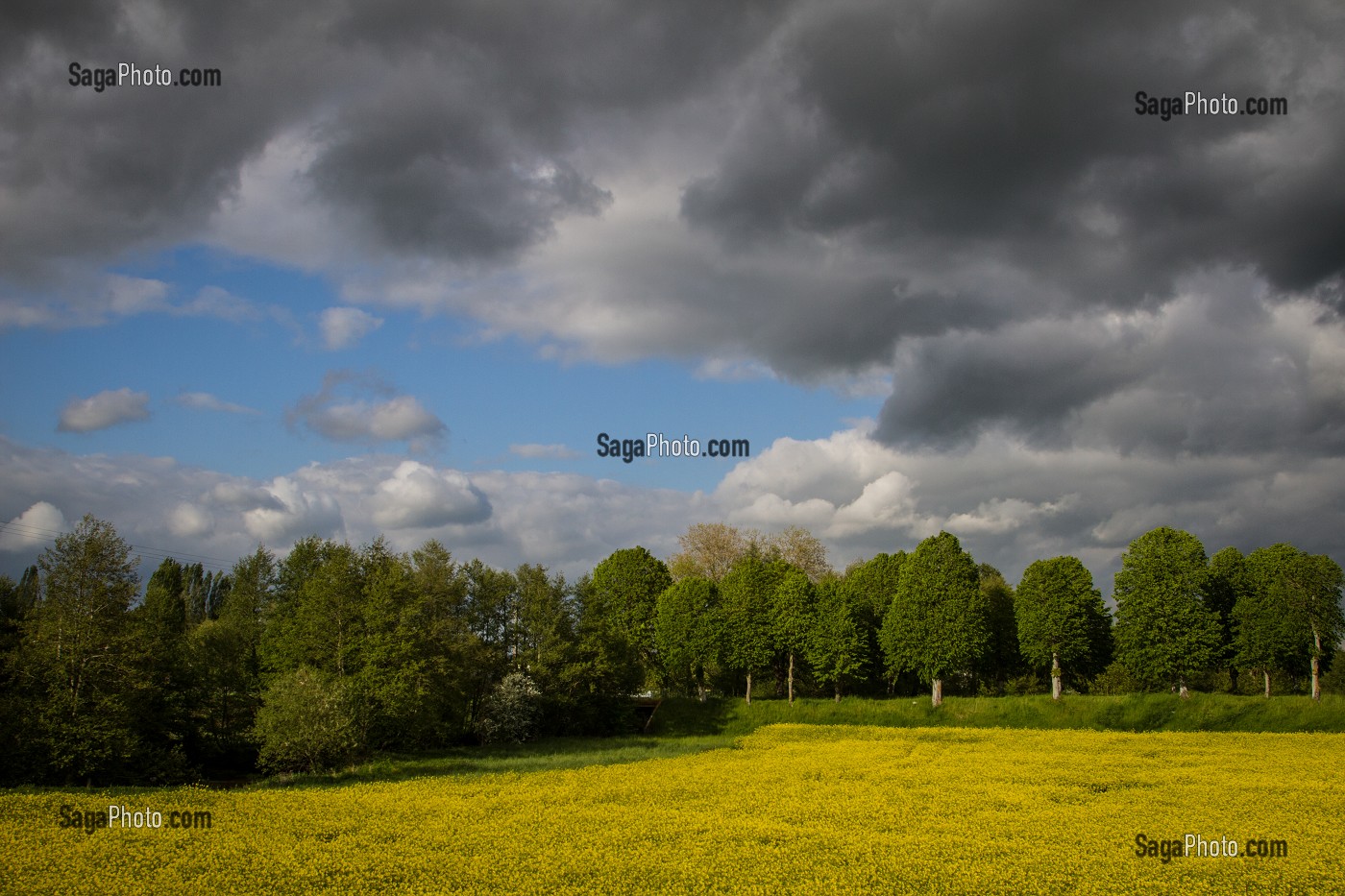 CHAMPS DE COLZA, PAYSAGE AGRICOLE PRES DE VERNEUIL-SUR-AVRE, EURE (27), FRANCE 