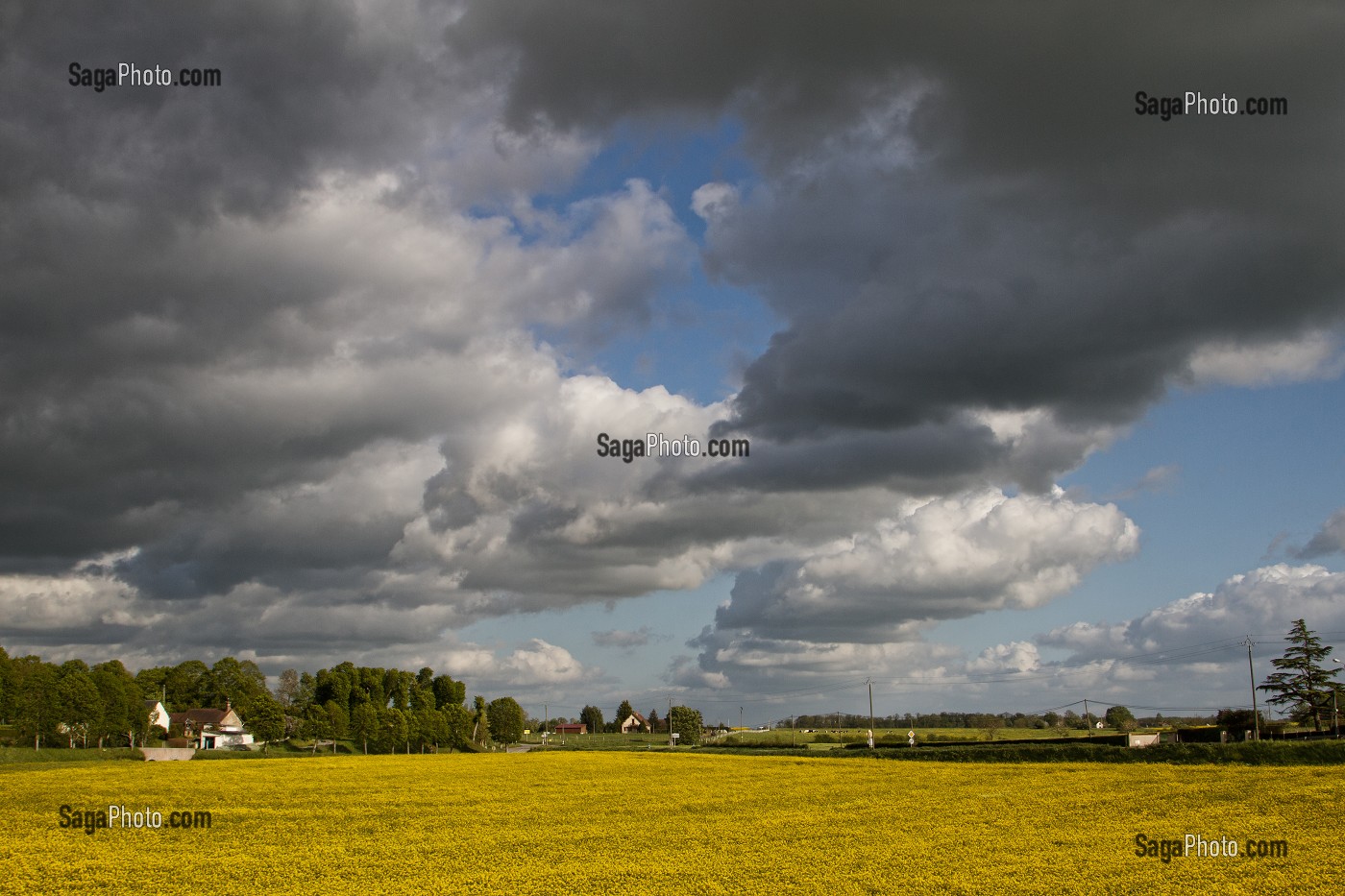 CHAMPS DE COLZA, PAYSAGE AGRICOLE PRES DE VERNEUIL-SUR-AVRE, EURE (27), FRANCE 