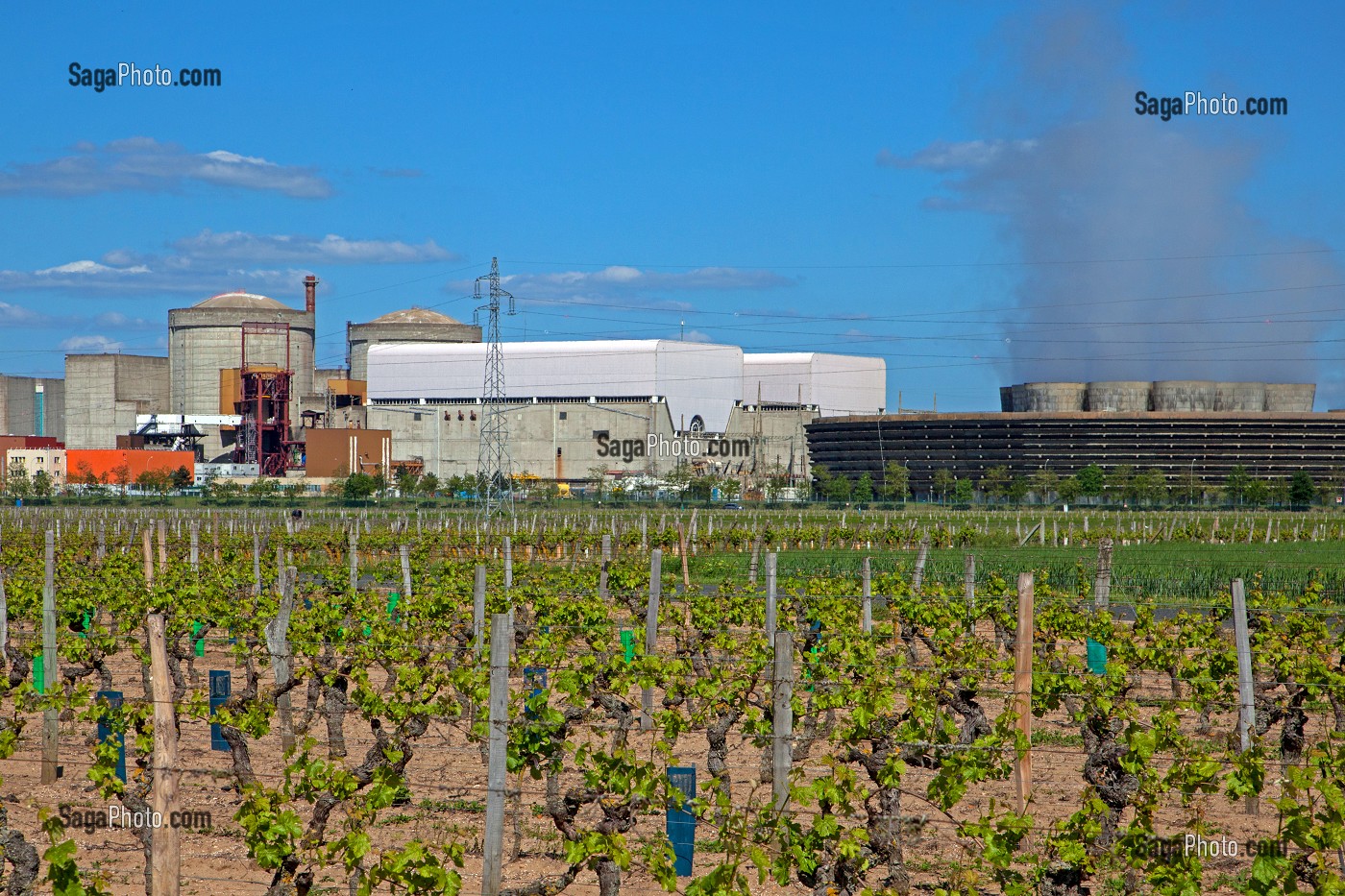 VIGNOBLE PRES DE LA CENTRALE NUCLEAIRE DE CHINON, INDRE-ET-LOIRE (37), FRANCE 