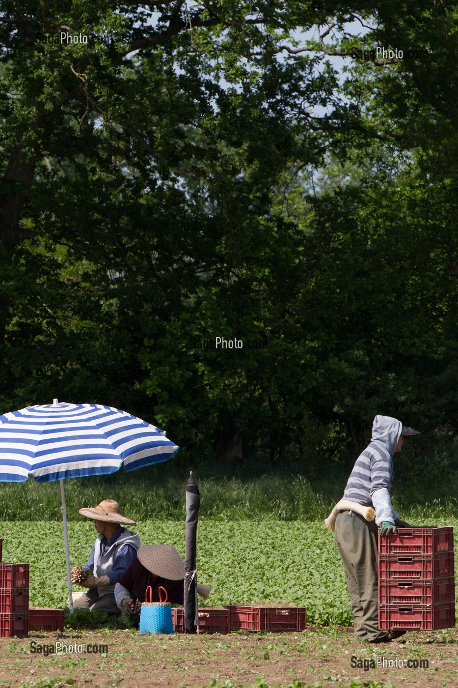 CULTURE ET RAMASSAGE DES RADIS, SULLY-SUR-LOIRE, LOIRET (45), FRANCE 