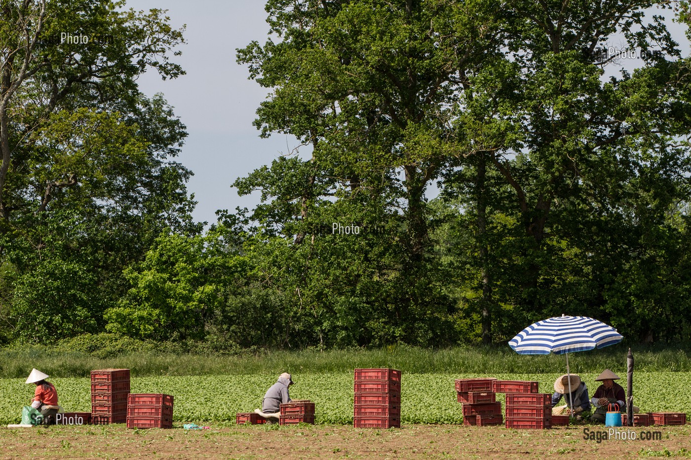 CULTURE ET RAMASSAGE DES RADIS, SULLY-SUR-LOIRE, LOIRET (45), FRANCE 