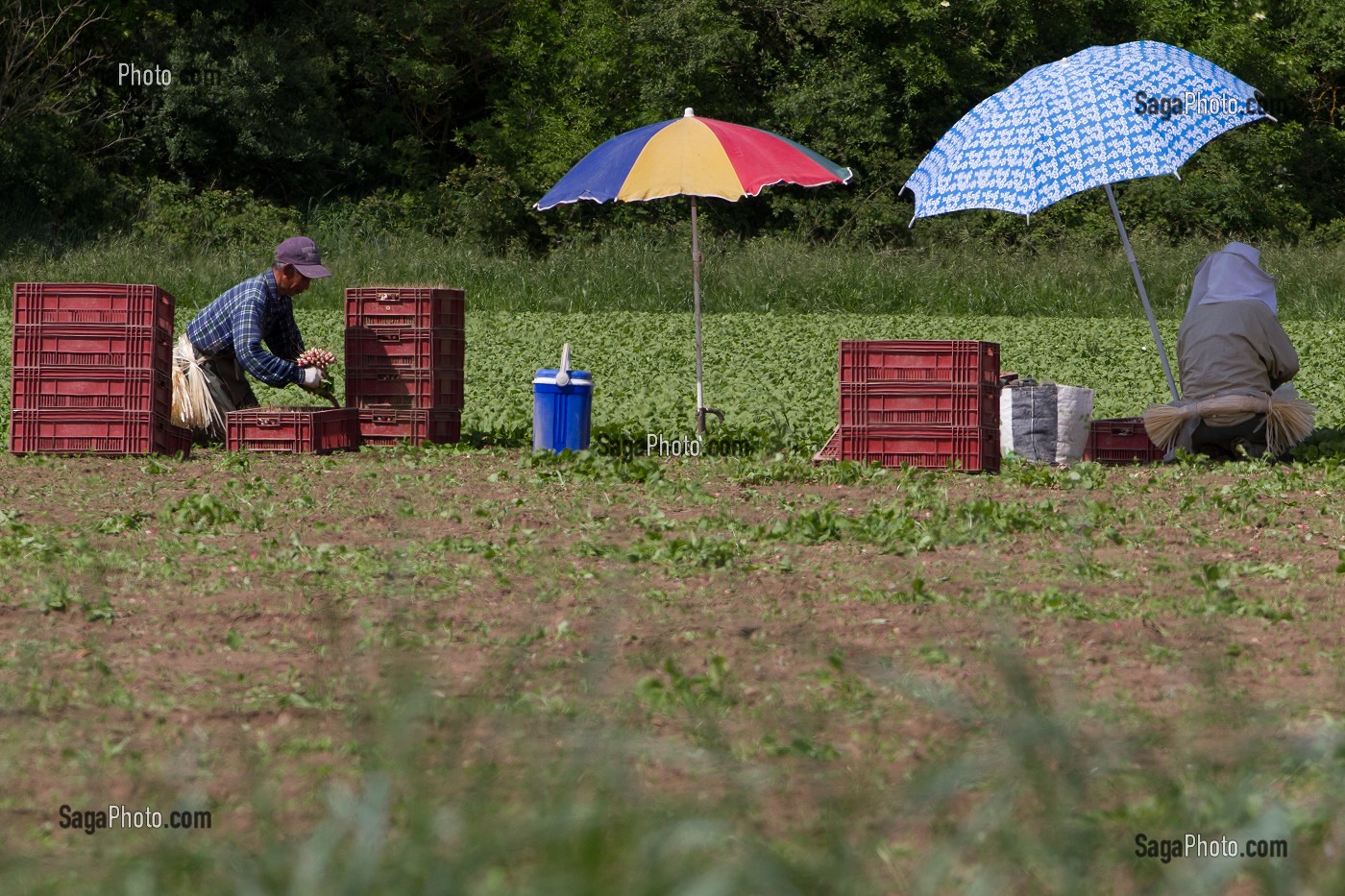 CULTURE ET RAMASSAGE DES RADIS, SULLY-SUR-LOIRE, LOIRET (45), FRANCE 
