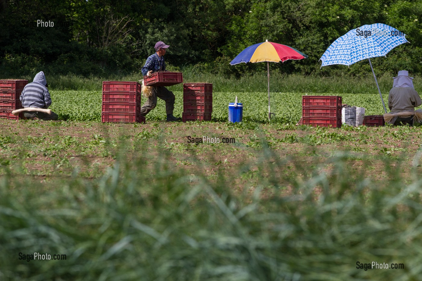 CULTURE ET RAMASSAGE DES RADIS, SULLY-SUR-LOIRE, LOIRET (45), FRANCE 
