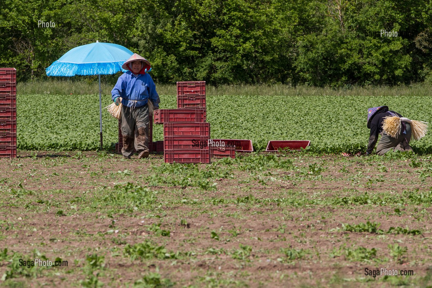 CULTURE ET RAMASSAGE DES RADIS, SULLY-SUR-LOIRE, LOIRET (45), FRANCE 