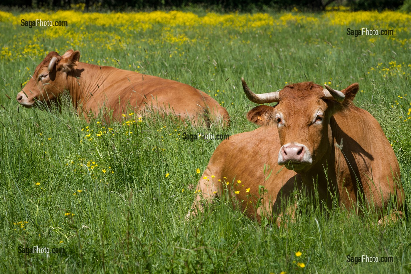 VACHES DE RACE LIMOUSINE, BOCAGE DE SAVIGNY-EN-VERON, INDRE-ET-LOIRE (37), FRANCE 