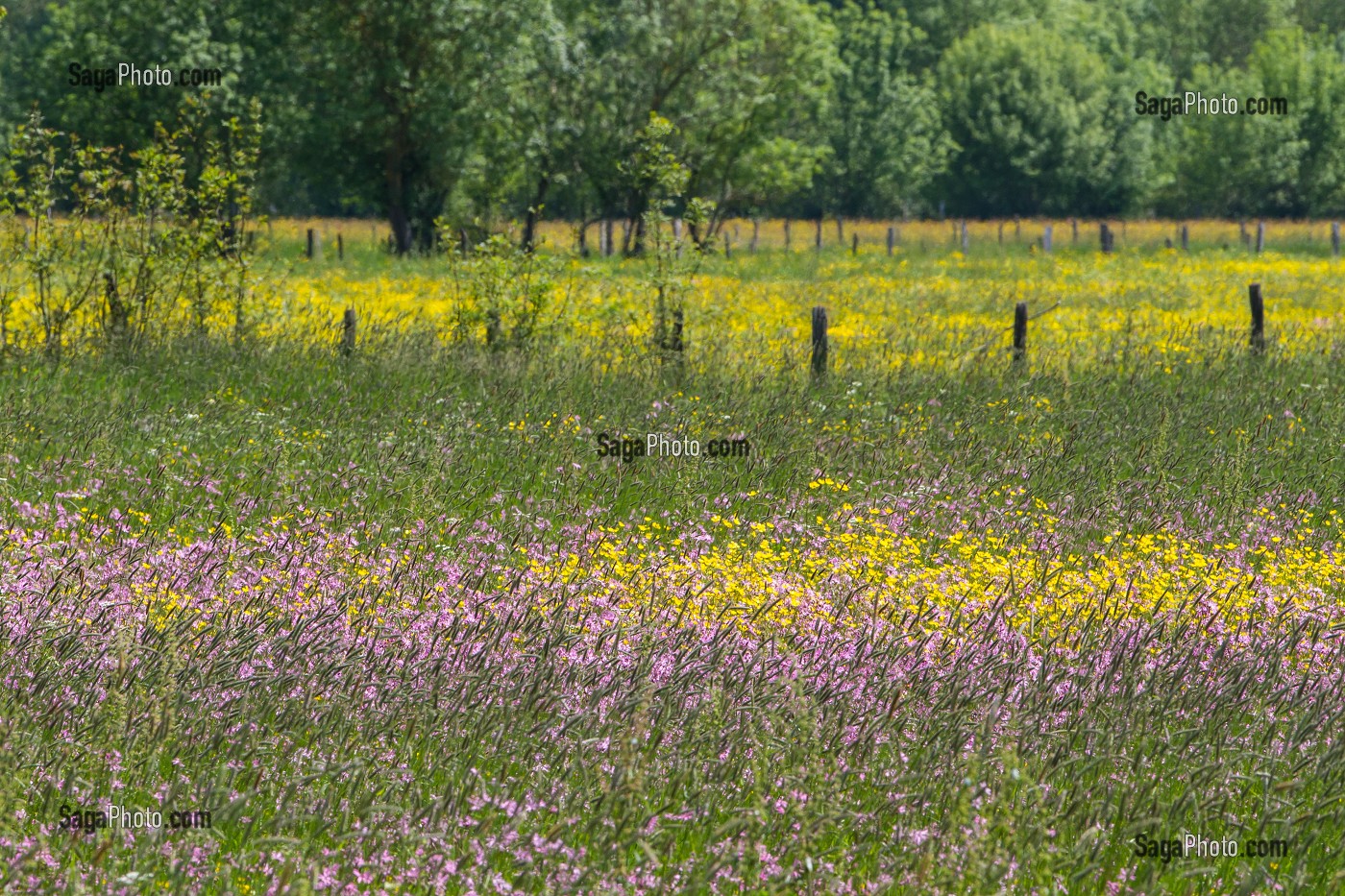 PAYSAGE DE BOCAGE FLEURI AU PRINTEMPS, INDRE-ET-LOIRE (37), FRANCE 