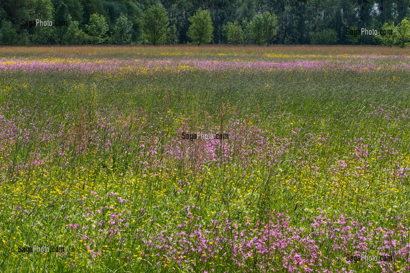 PAYSAGE DE BOCAGE FLEURI AU PRINTEMPS, INDRE-ET-LOIRE (37), FRANCE 