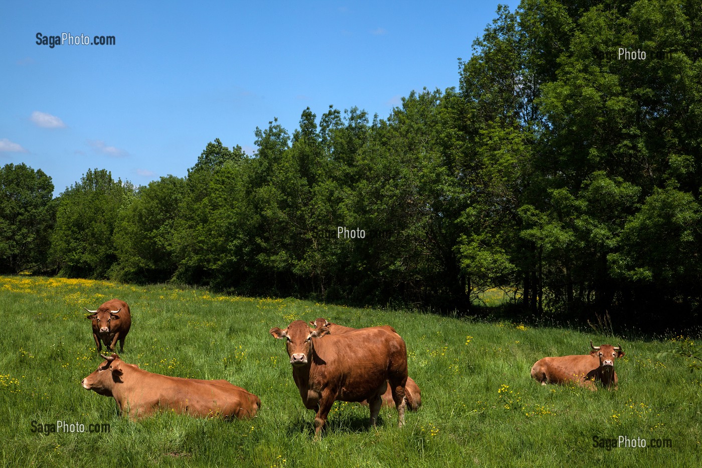 VACHES DE RACE LIMOUSINE, BOCAGE DE SAVIGNY-EN-VERON, INDRE-ET-LOIRE (37), FRANCE 