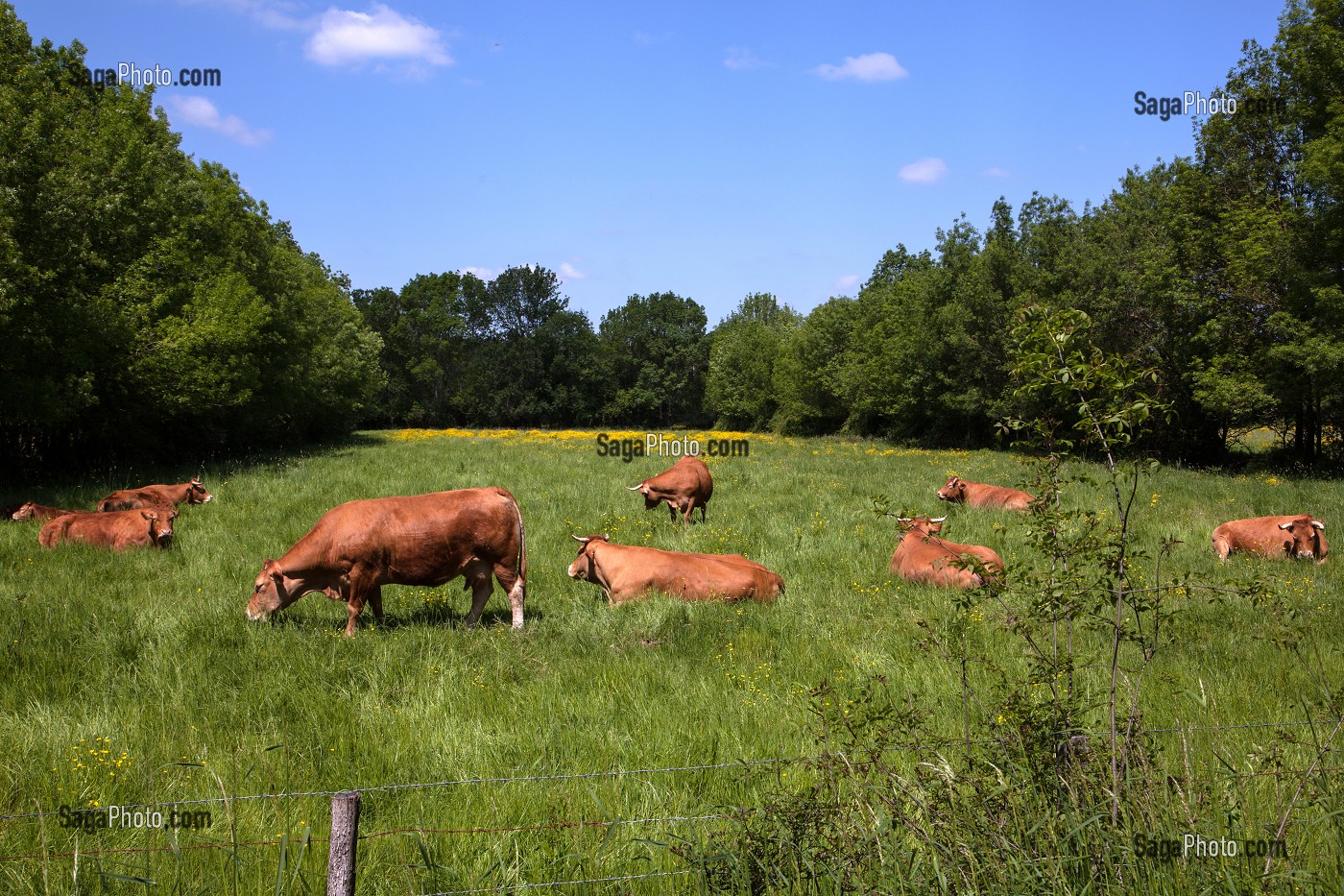 VACHES DE RACE LIMOUSINE, BOCAGE DE SAVIGNY-EN-VERON, INDRE-ET-LOIRE (37), FRANCE 