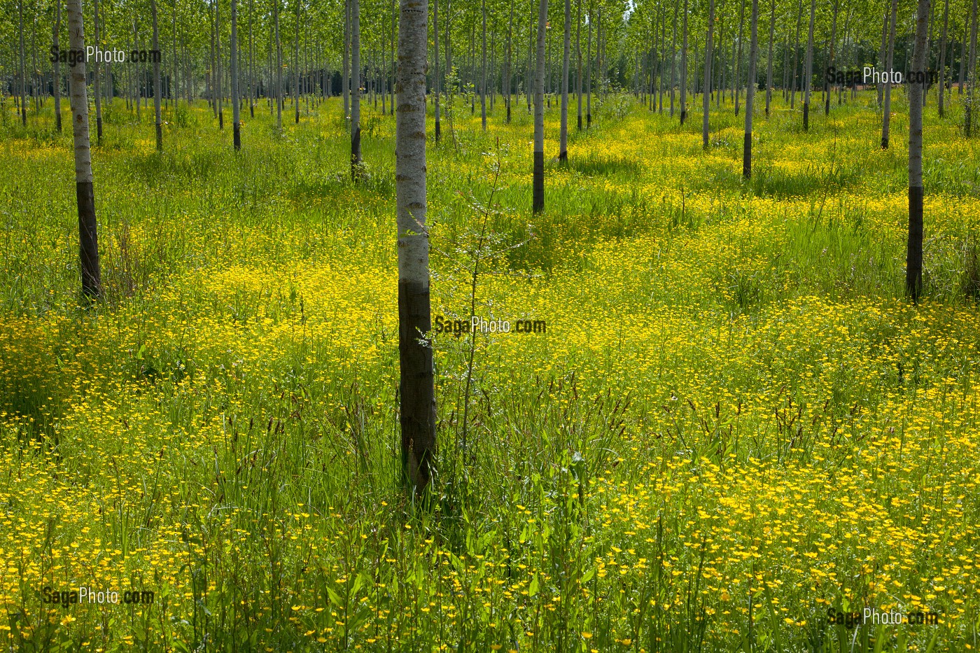 PAYSAGE DE BOCAGE FLEURI AU PRINTEMPS, INDRE-ET-LOIRE (37), FRANCE 