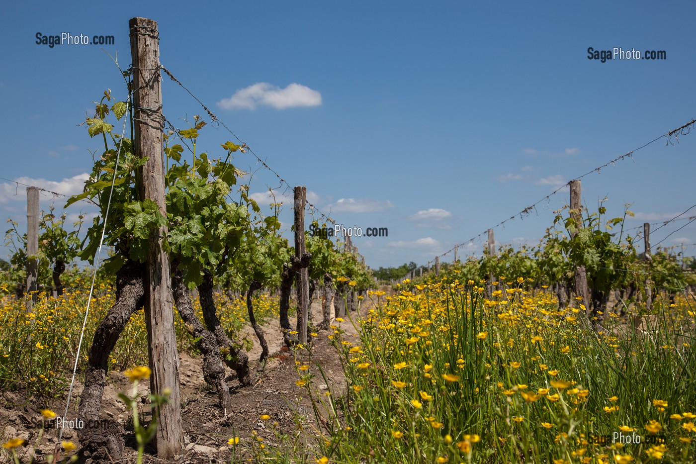 CEPAGE CABERNET, APPELLATION CHINON, VIGNES DE BEAUMONT-EN-VERON, INDRE-ET-LOIRE (37), FRANCE 