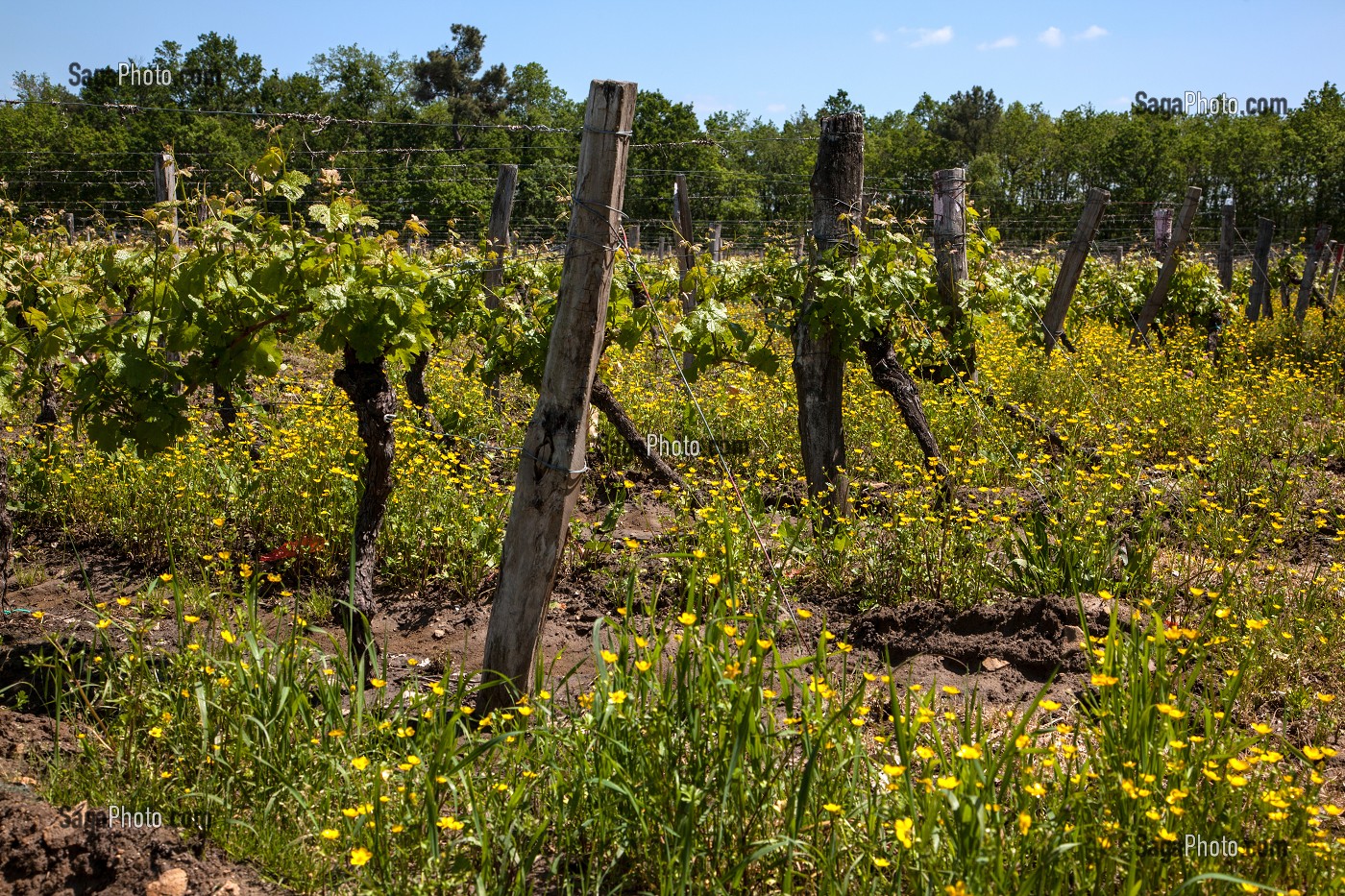 CEPAGE CABERNET, APPELLATION CHINON, VIGNES DE BEAUMONT-EN-VERON, INDRE-ET-LOIRE (37), FRANCE 