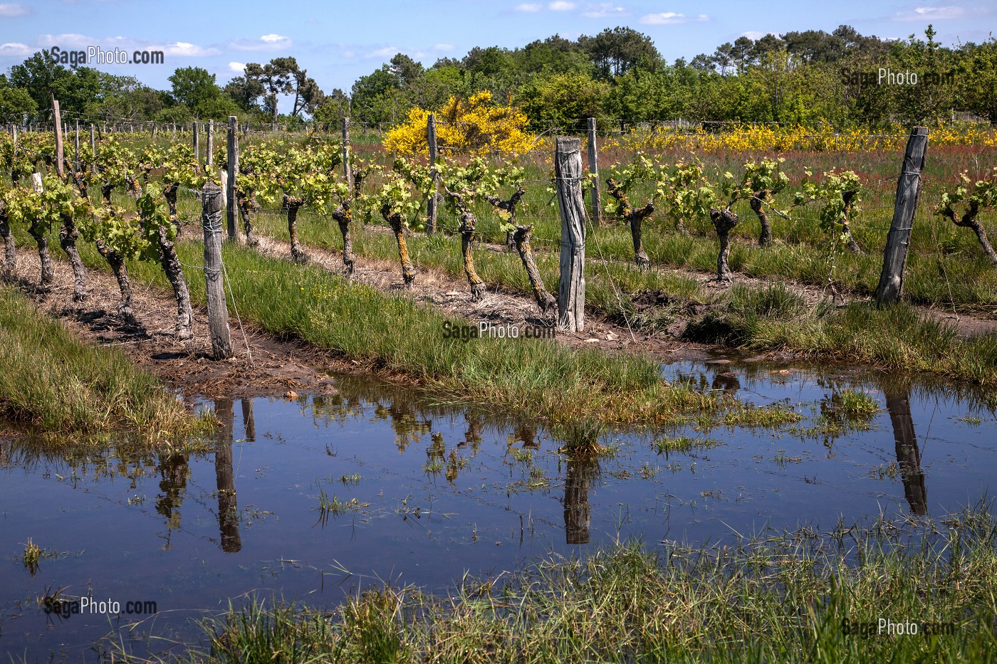 CEPAGE CABERNET, APPELLATION CHINON, VIGNES DE BEAUMONT-EN-VERON, INDRE-ET-LOIRE (37), FRANCE 