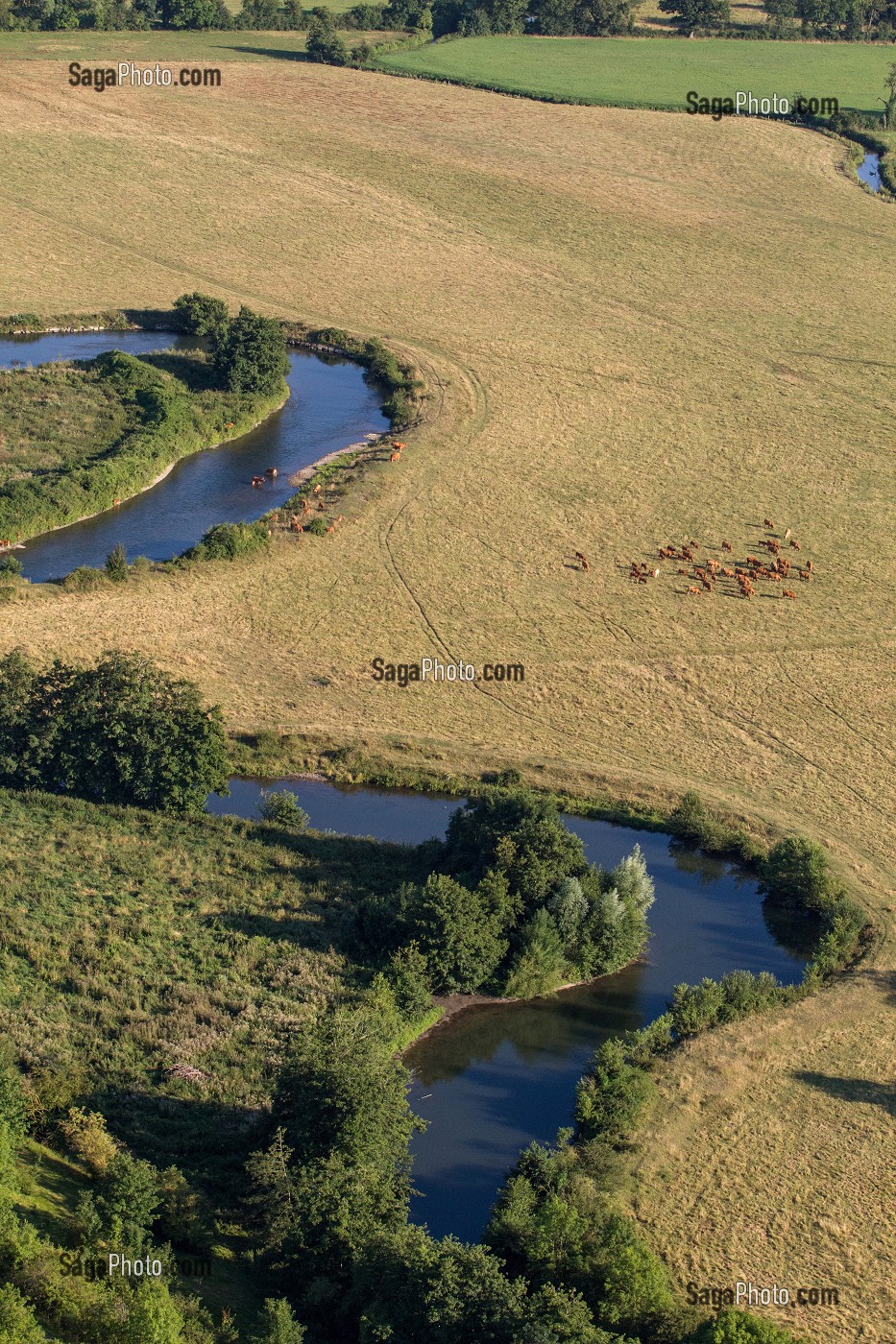 BOUCLE DE LA RIVIERE ET TROUPEAU DE VACHES AU BORD DE L'EAU, VALLEE DE L'EURE, ENTRE LOUVIERS ET PACY-SUR-EURE, EURE (27), NORMANDIE, FRANCE 