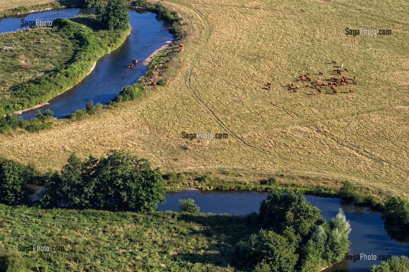 BOUCLE DE LA RIVIERE ET TROUPEAU DE VACHES AU BORD DE L'EAU, VALLEE DE L'EURE, ENTRE LOUVIERS ET PACY-SUR-EURE, EURE (27), NORMANDIE, FRANCE 