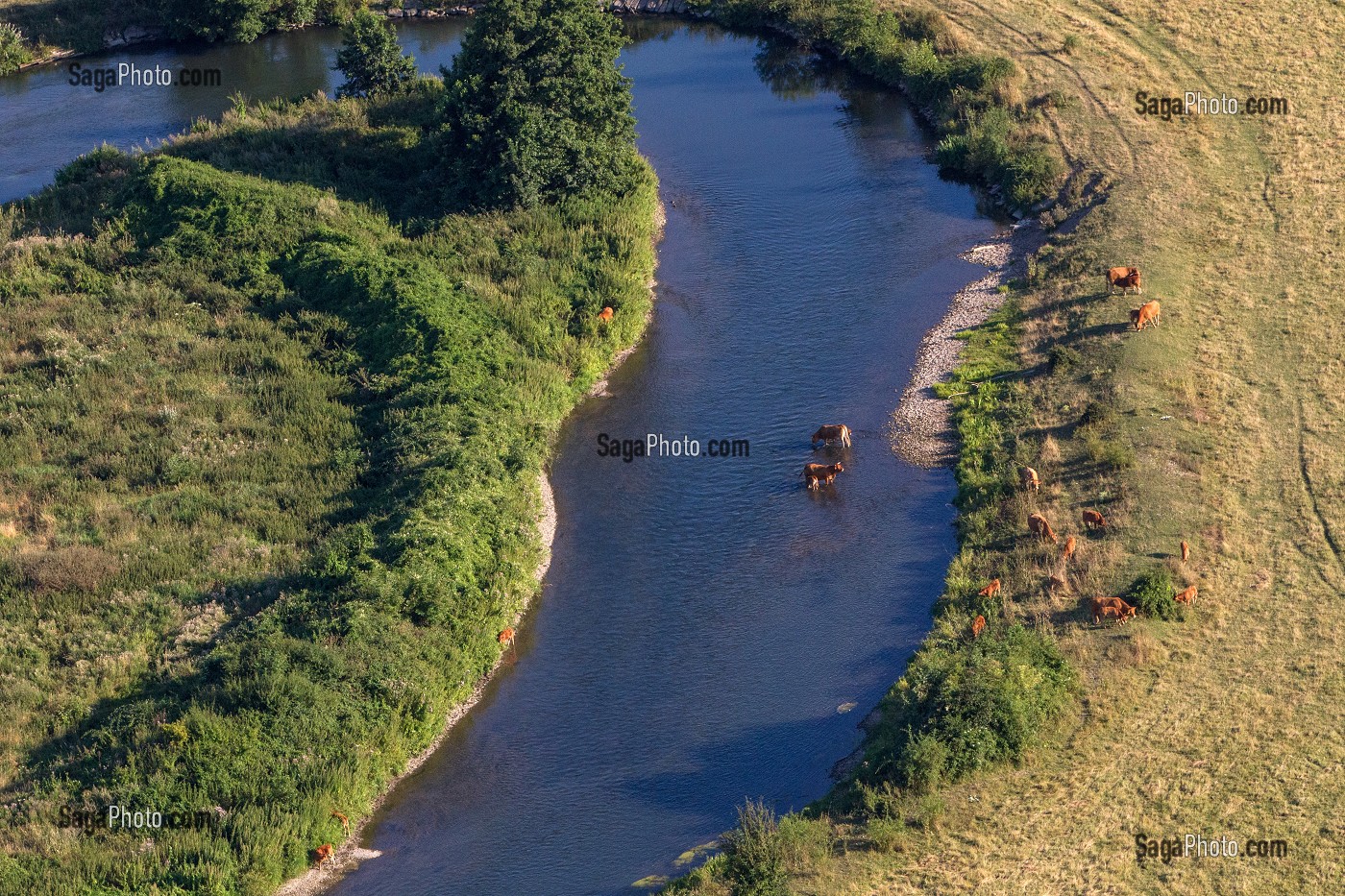 BOUCLE DE LA RIVIERE ET TROUPEAU DE VACHES AU BORD DE L'EAU, VALLEE DE L'EURE, ENTRE LOUVIERS ET PACY-SUR-EURE, EURE (27), NORMANDIE, FRANCE 