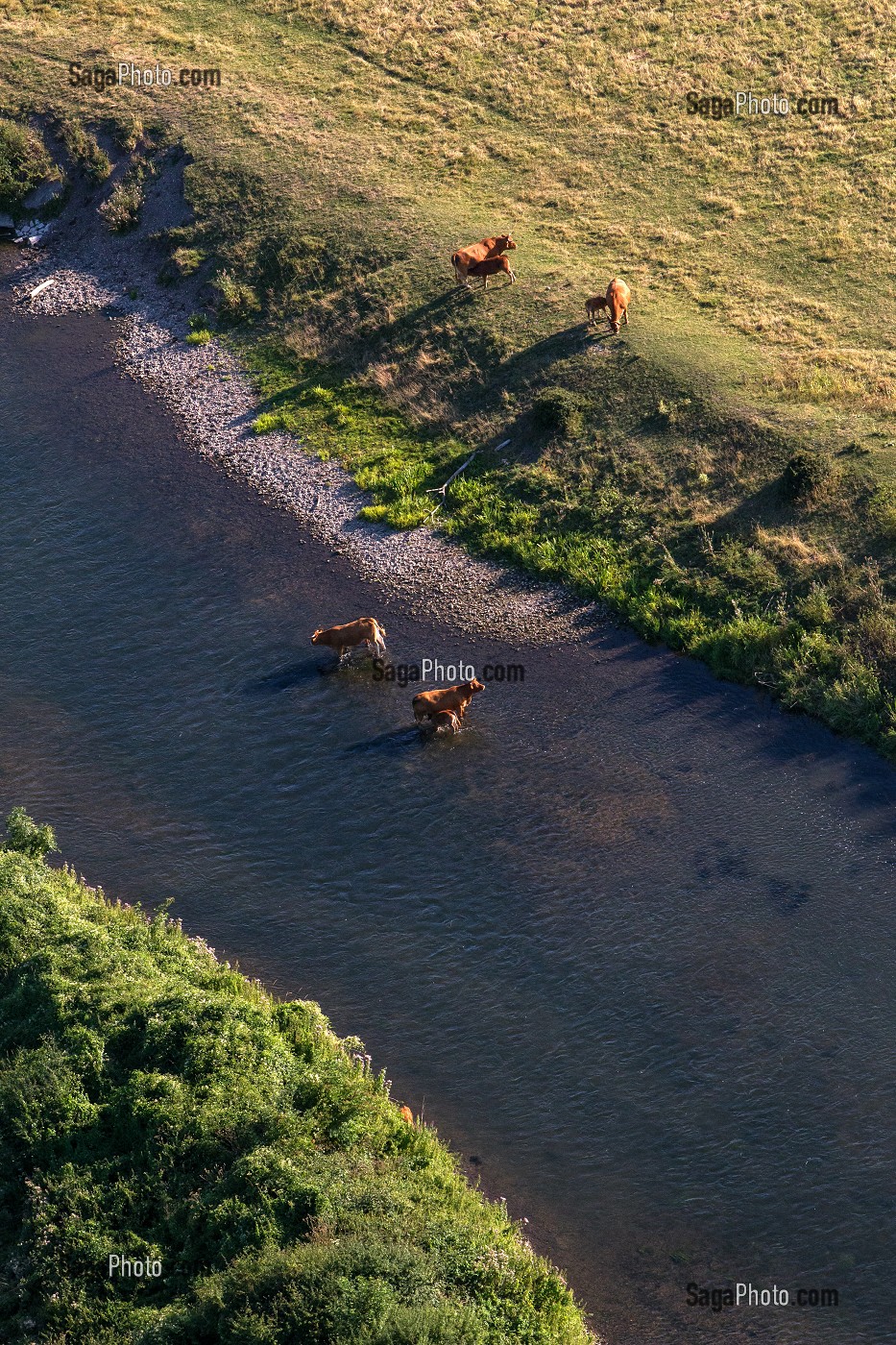 BOUCLE DE LA RIVIERE ET TROUPEAU DE VACHES AU BORD DE L'EAU, VALLEE DE L'EURE, ENTRE LOUVIERS ET PACY-SUR-EURE, EURE (27), NORMANDIE, FRANCE 