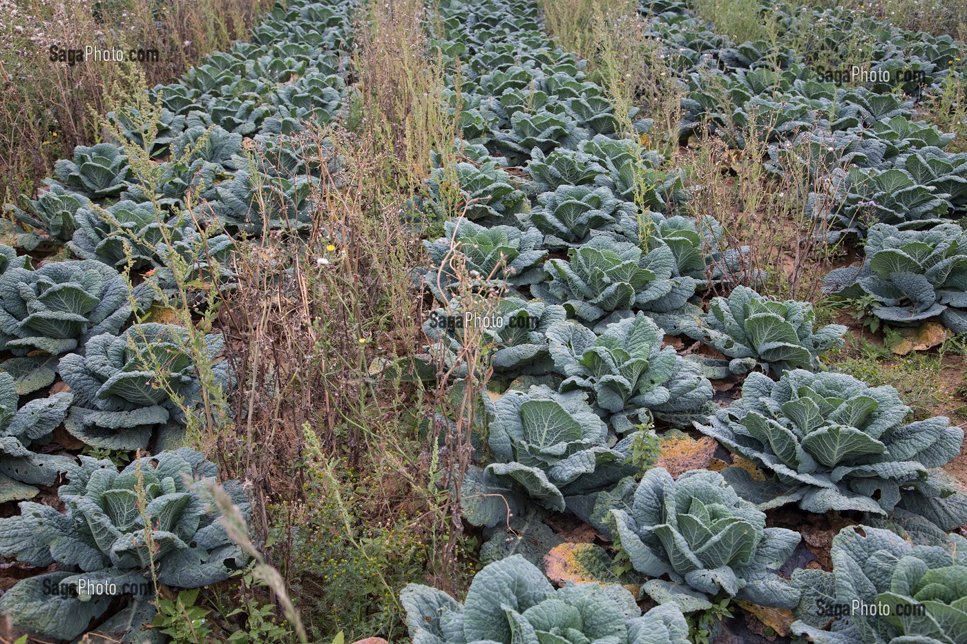 CHAMP DE CHOUX VERTS BIO, MARAICHAGE BIOLOGIQUE AUX PETITS LEGUMES DU PRODUCTEUR ALEXANDRE MORNAS, BERCHERES-LES-PIERRES, EURE-ET-LOIR (28), FRANCE 