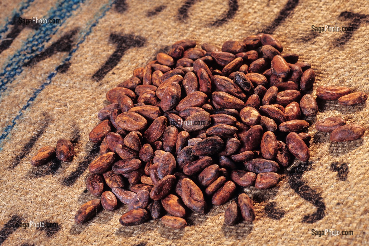 FEVES DE CACAO SECHEES SUR UN SAC EN TOILE DE JUTE 