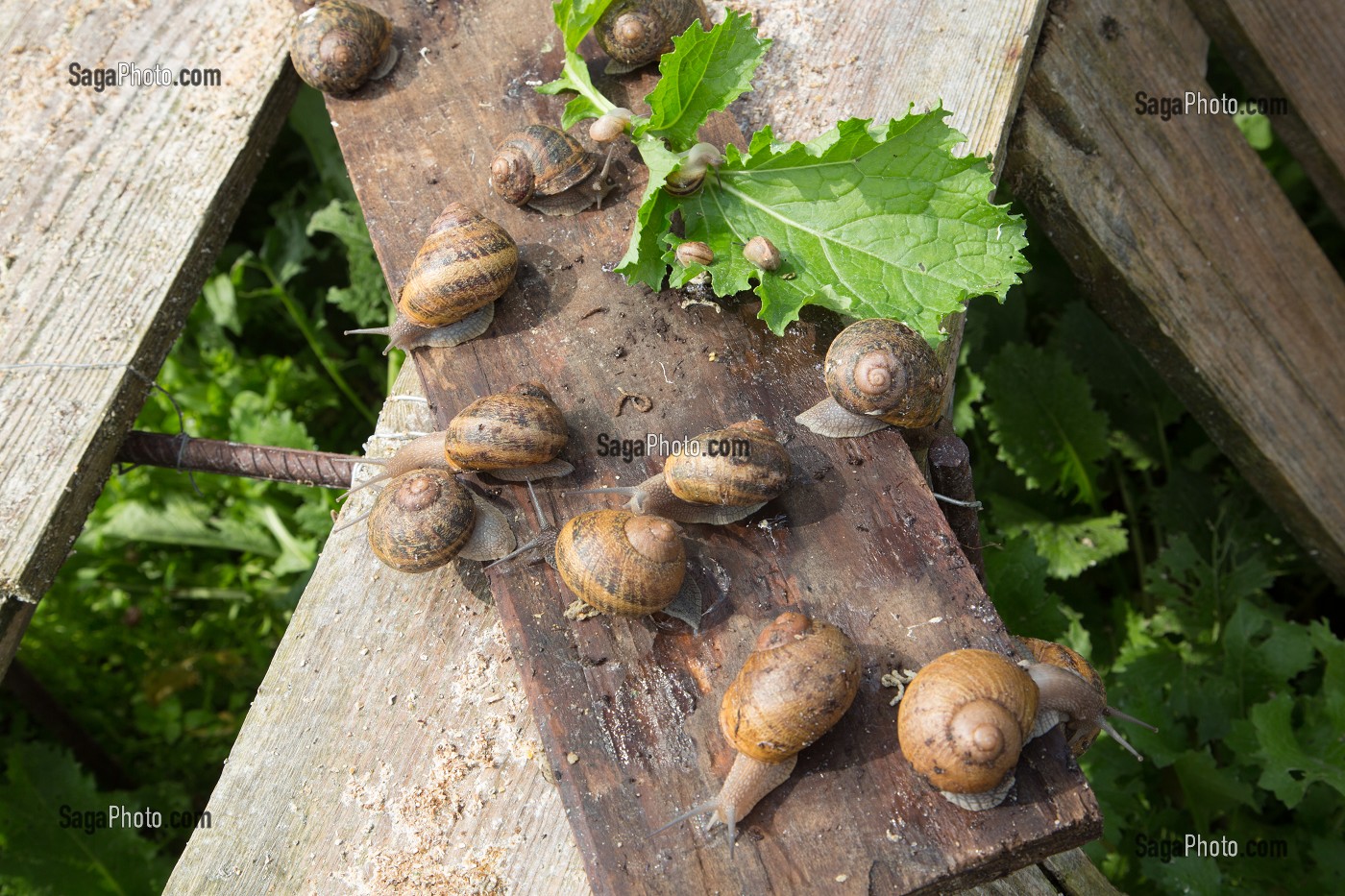 ESCARGOTS GROS-GRIS (HELIX ASPERSA MAXIMA), ELEVAGE DE L' ESCARGOTIERE, CHAUMONT, ORNE (61), FRANCE 