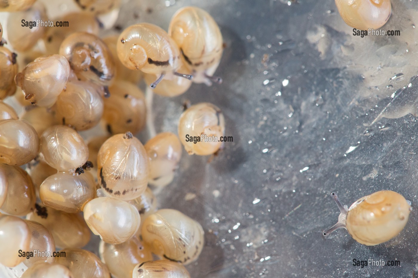 APRES ECLOSION DES OEUFS, REGROUPEMENT DES BEBES ESCARGOTS AVANT DISPERSION DANS LA NATURE, ESCARGOTS GROS-GRIS (HELIX ASPERSA MAXIMA), ELEVAGE DE L' ESCARGOTIERE, CHAUMONT, ORNE (61), FRANCE 