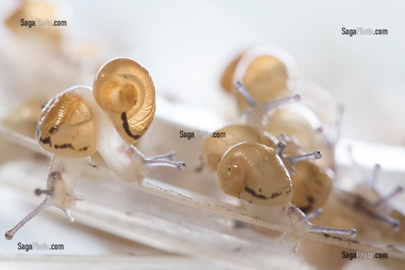 APRES ECLOSION DES OEUFS, REGROUPEMENT DES BEBES ESCARGOTS AVANT DISPERSION DANS LA NATURE, ESCARGOTS GROS-GRIS (HELIX ASPERSA MAXIMA), ELEVAGE DE L' ESCARGOTIERE, CHAUMONT, ORNE (61), FRANCE 
