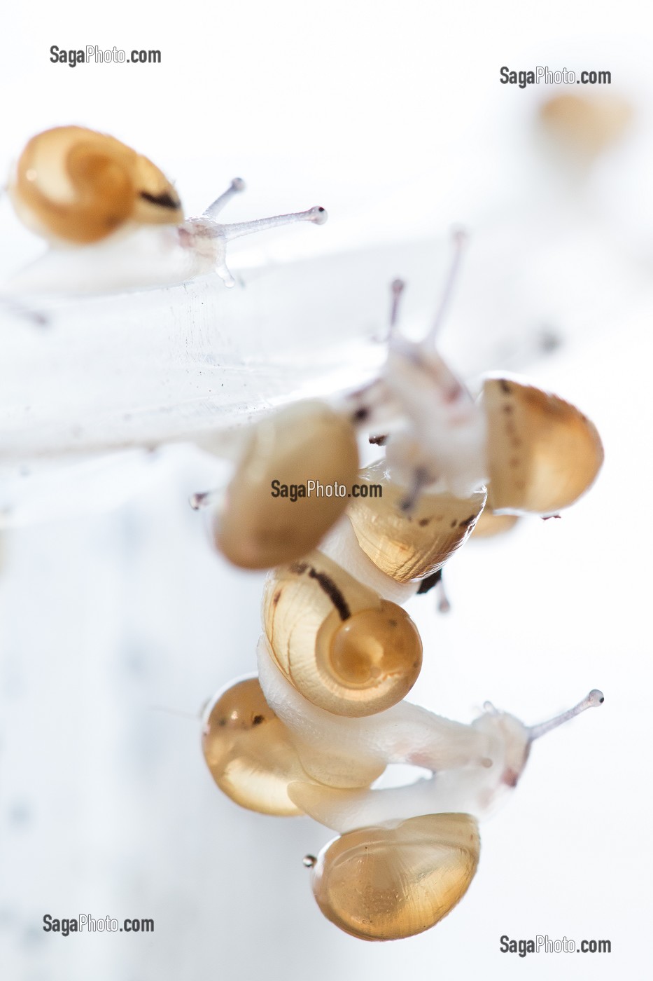 APRES ECLOSION DES OEUFS, REGROUPEMENT DES BEBES ESCARGOTS AVANT DISPERSION DANS LA NATURE, ESCARGOTS GROS-GRIS (HELIX ASPERSA MAXIMA), ELEVAGE DE L' ESCARGOTIERE, CHAUMONT, ORNE (61), FRANCE 