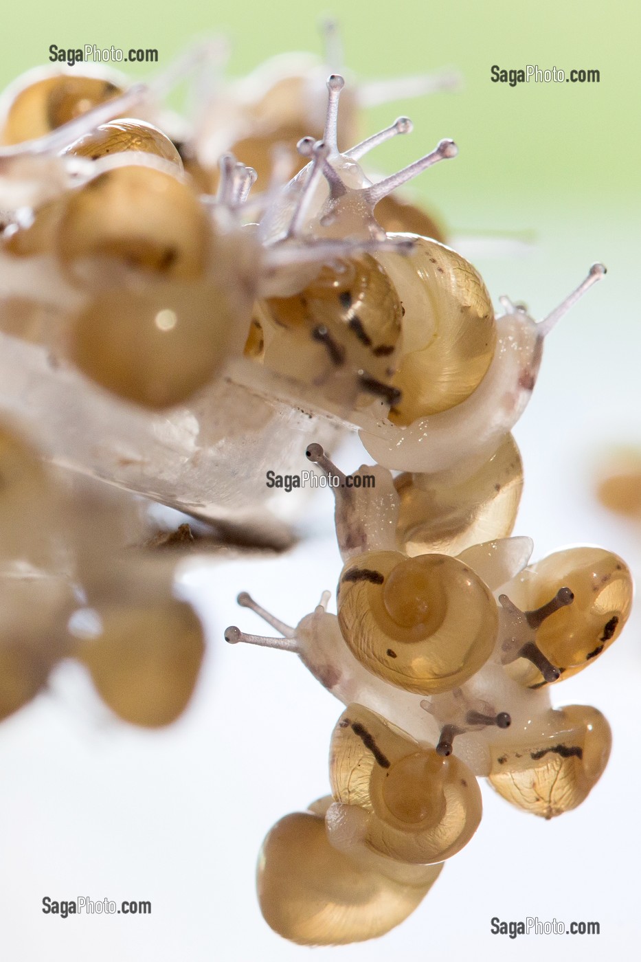 APRES ECLOSION DES OEUFS, REGROUPEMENT DES BEBES ESCARGOTS AVANT DISPERSION DANS LA NATURE, ESCARGOTS GROS-GRIS (HELIX ASPERSA MAXIMA), ELEVAGE DE L' ESCARGOTIERE, CHAUMONT, ORNE (61), FRANCE 