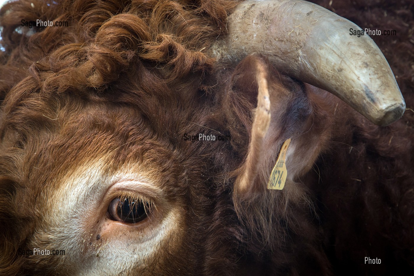 TAUREAU REPRODUCTEUR, ELEVAGE DE BOVINS A VIANDE DE RACE LIMOUSINE DE FABIEN DUMONT, SAINT-AUBIN-LE-VERTUEUX, EURE (27), FRANCE 