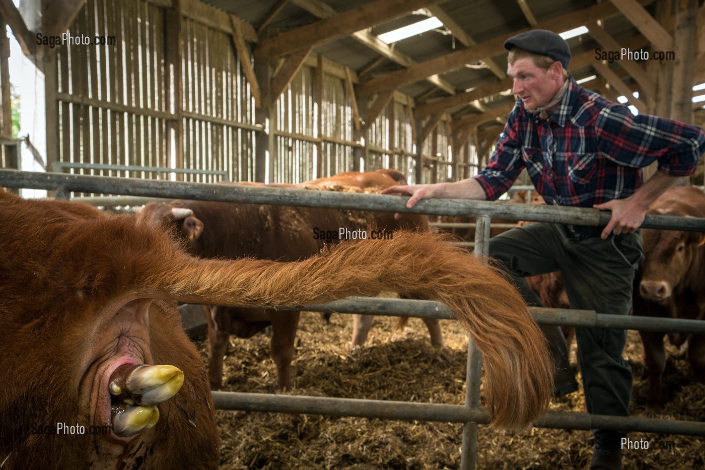 SORTIE DES PATTES AVANT DU VEAU, VELAGE DE LA VACHE ET NAISSANCE DU PETIT, ELEVAGE DE BOVINS A VIANDE DE RACE LIMOUSINE DE FABIEN DUMONT, SAINT-AUBIN-LE-VERTUEUX, EURE (27), FRANCE 