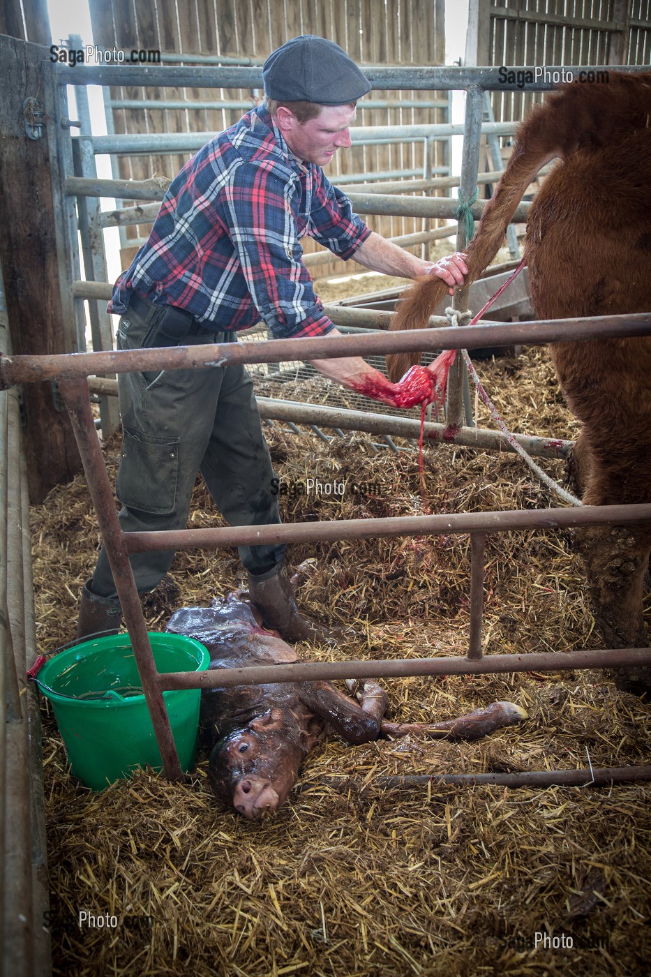 VELAGE DE LA VACHE ET NAISSANCE DU VEAU AVEC L'AIDE DE L' ELEVEUR, ELEVAGE DE BOVINS A VIANDE DE RACE LIMOUSINE DE FABIEN DUMONT, SAINT-AUBIN-LE-VERTUEUX, EURE (27), FRANCE 