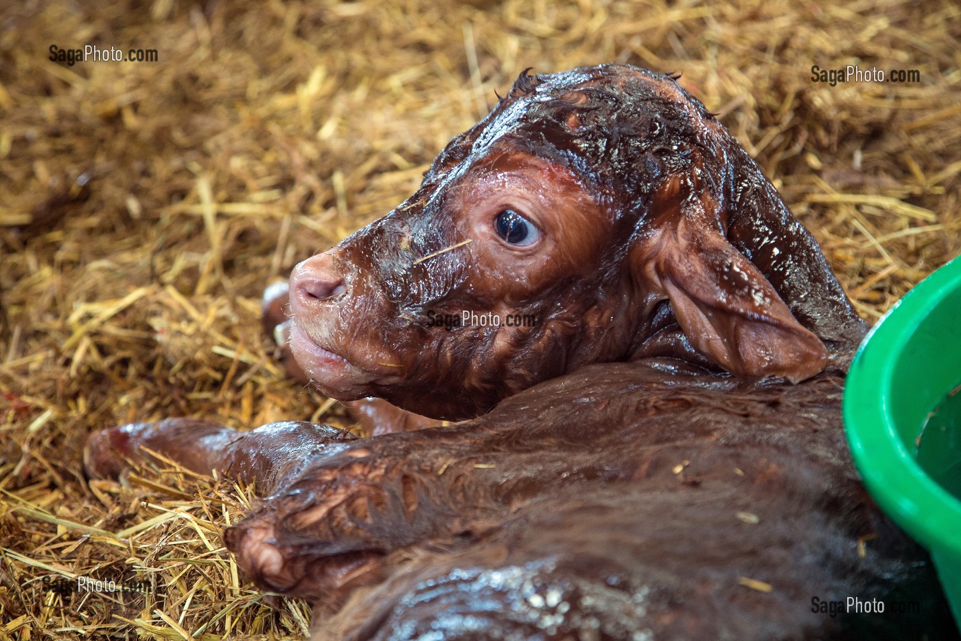 PETIT VEAU A LA NAISSANCE, ELEVAGE DE BOVINS A VIANDE DE RACE LIMOUSINE DE FABIEN DUMONT, SAINT-AUBIN-LE-VERTUEUX, EURE (27), FRANCE 