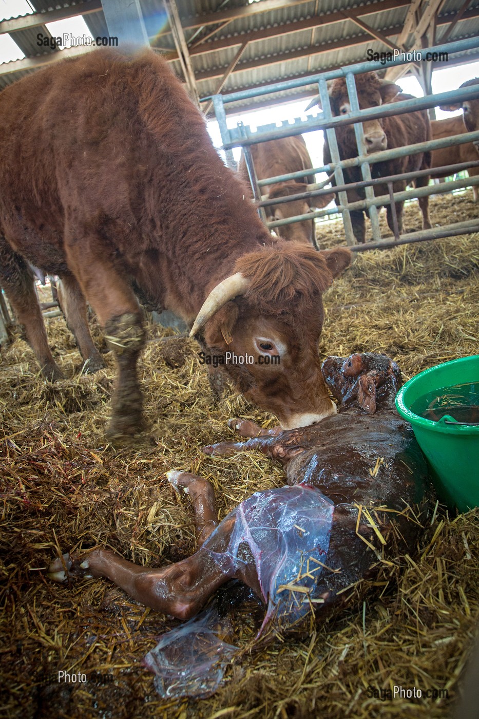 VACHE NETTOYANT SON VEAU A LA NAISSANCE, ELEVAGE DE BOVINS A VIANDE DE RACE LIMOUSINE DE FABIEN DUMONT, SAINT-AUBIN-LE-VERTUEUX, EURE (27), FRANCE 