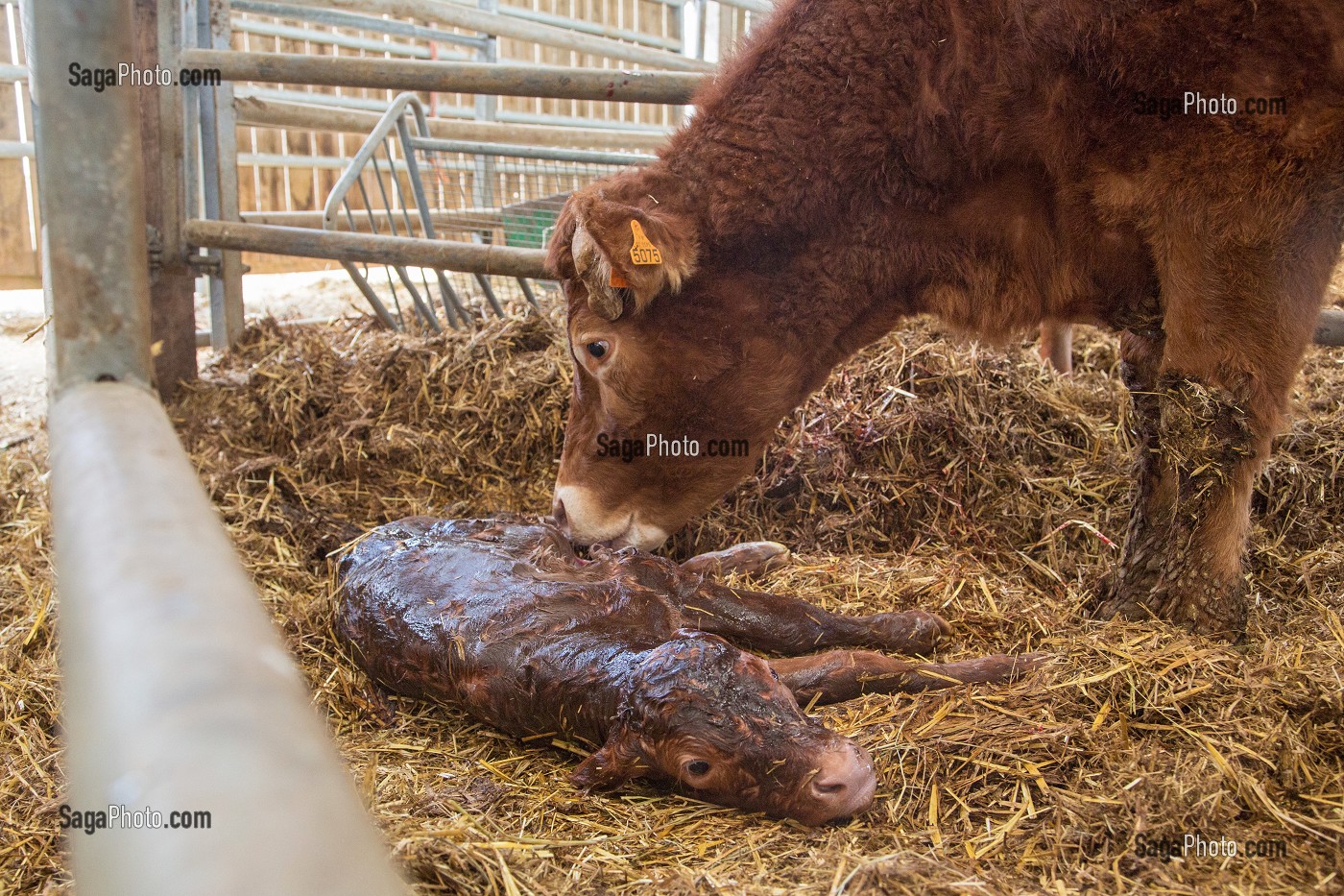 VACHE NETTOYANT SON VEAU A LA NAISSANCE, ELEVAGE DE BOVINS A VIANDE DE RACE LIMOUSINE DE FABIEN DUMONT, SAINT-AUBIN-LE-VERTUEUX, EURE (27), FRANCE 