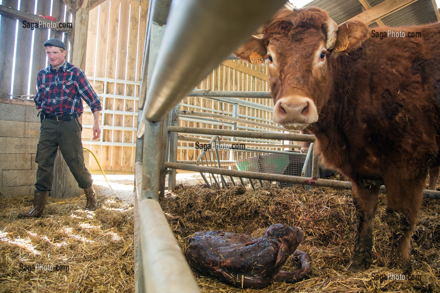 VACHE NETTOYANT SON VEAU A LA NAISSANCE, ELEVAGE DE BOVINS A VIANDE DE RACE LIMOUSINE DE FABIEN DUMONT, SAINT-AUBIN-LE-VERTUEUX, EURE (27), FRANCE 