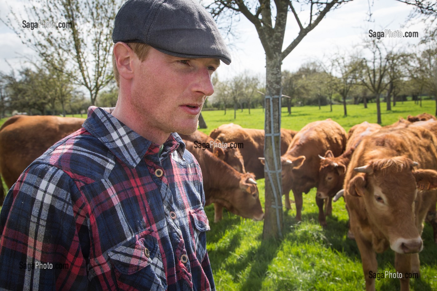 PORTRAIT DE L' ELEVEUR FABIEN DUMONT, ELEVAGE DE BOVINS A VIANDE DE RACE LIMOUSINE, SAINT-AUBIN-LE-VERTUEUX, EURE (27), FRANCE 