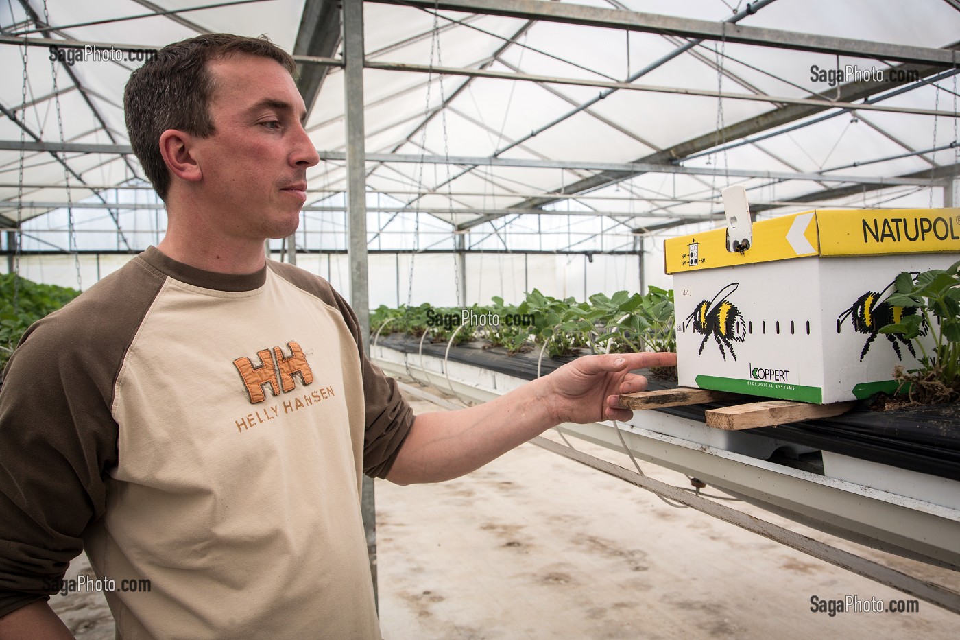 MAXIME SAMPERS AVEC SA RUCHE A BOURDONS DESTINEE A LA POLLINISATION DE SES FRAISIERS, PRODUCTEUR DE FRAISES MARA DES BOIS, ROMILLY-LA-PUTHENAYE, EURE (27), FRANCE 