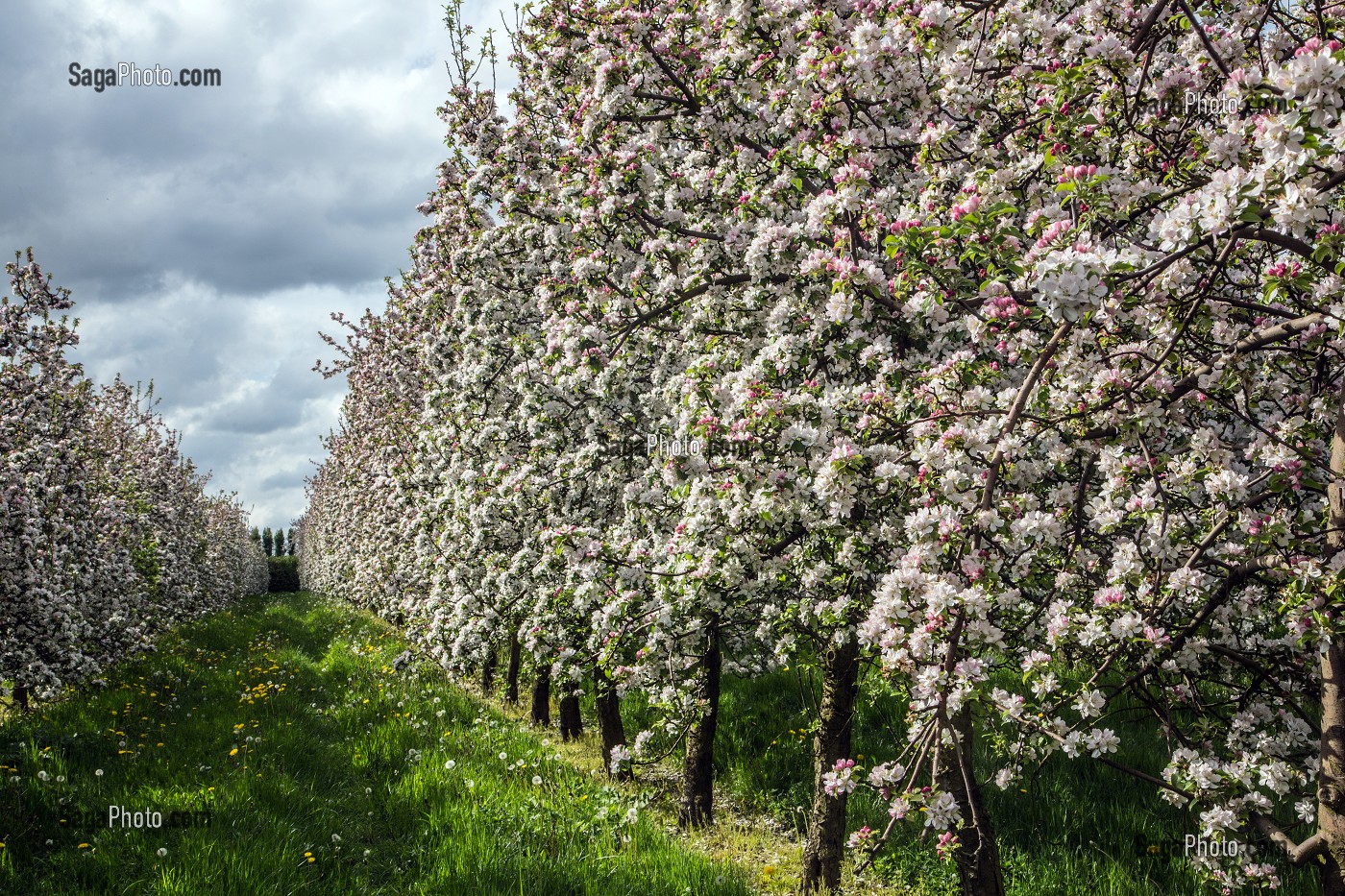 POMMIERS EN FLEURS DANS LE VERGER DU PRESSOIR D'OR, EXPLOITATION CIDRICOLE, BOISEMONT, EURE (27), FRANCE 
